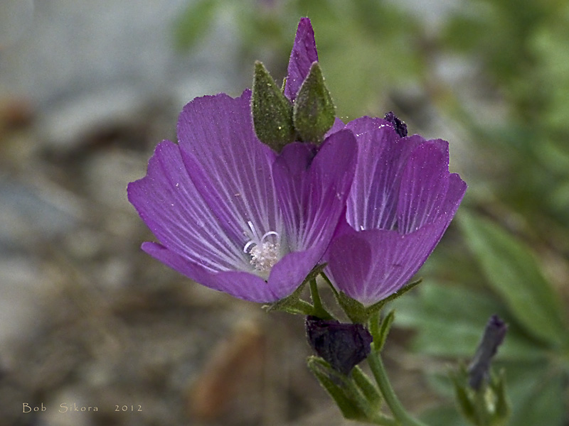 Sidalcea glaucescens Sidalcea glaucescens
