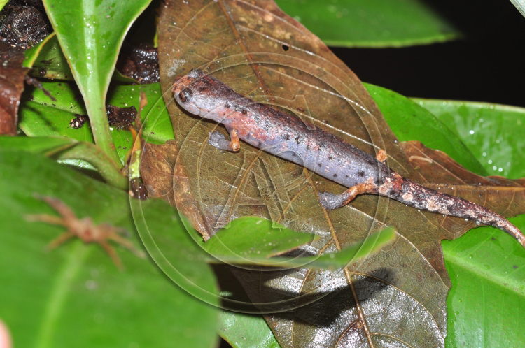 Bolitoglossa dofleini (?) Bolitoglossa dofleini (?)