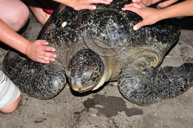 Chelonia mydas agassizii