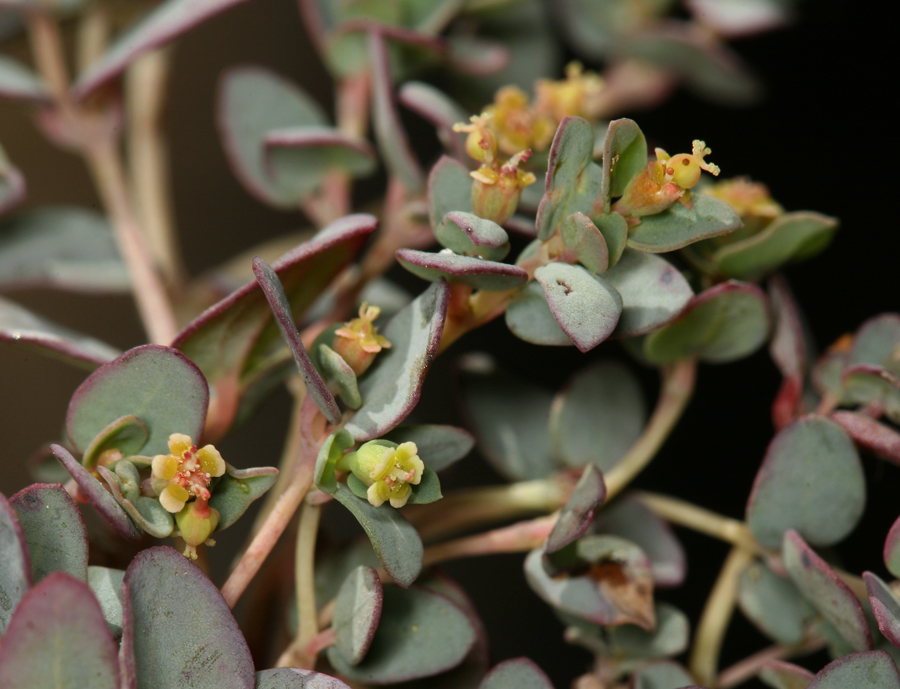 Euphorbia fendleri