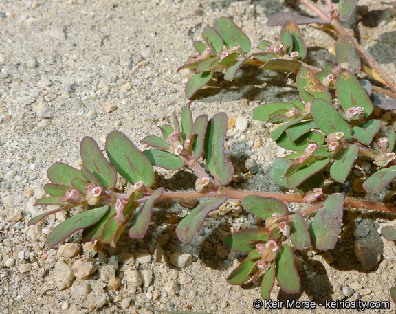Euphorbia maculata