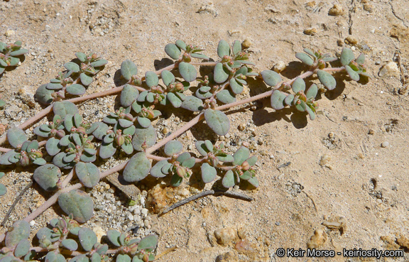 Euphorbia micromera