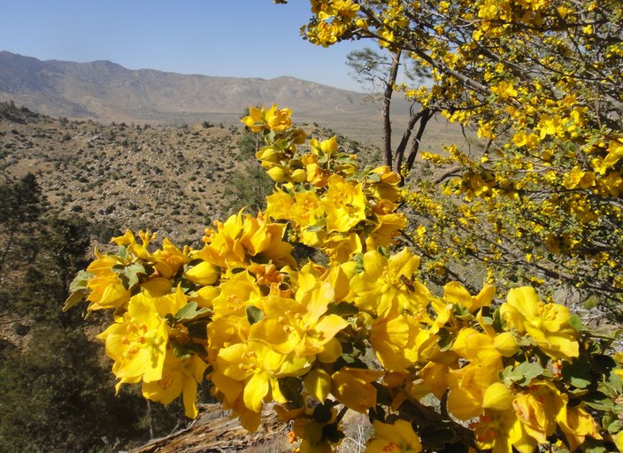 Fremontodendron californicum