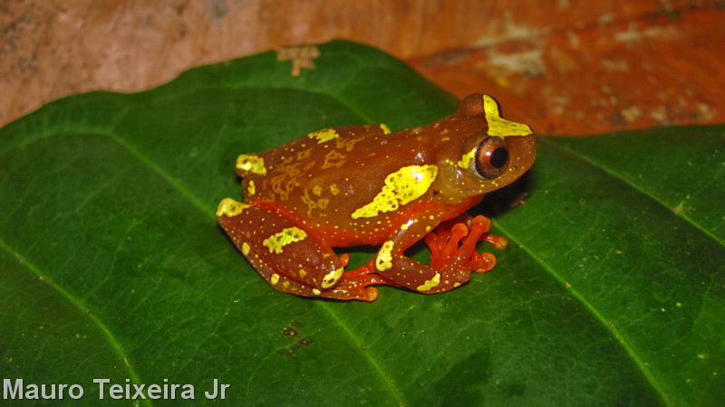 Dendropsophus sarayacuensis