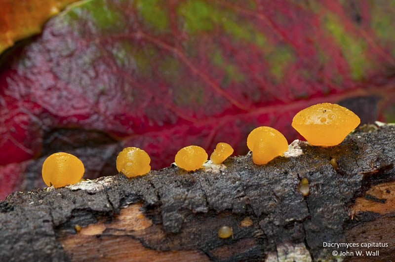 Dacrymyces capitatus Dacrymyces capitatus