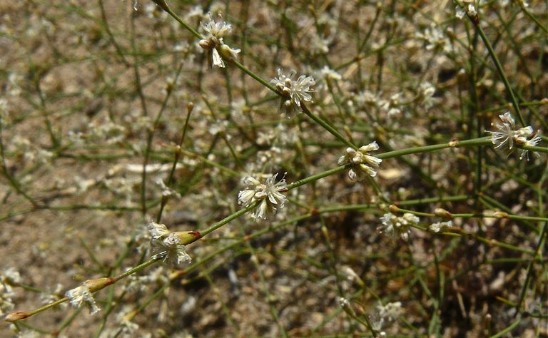 Eriogonum baileyi