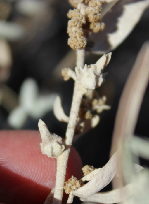 Atriplex gardneri var. falcata