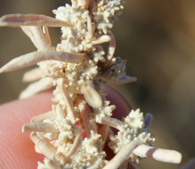 Atriplex gardneri var. utahensis