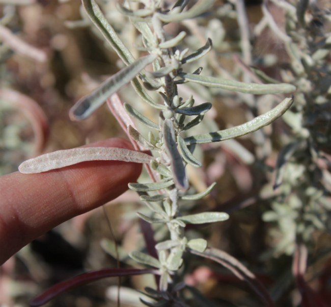 Atriplex gardneri var. utahensis