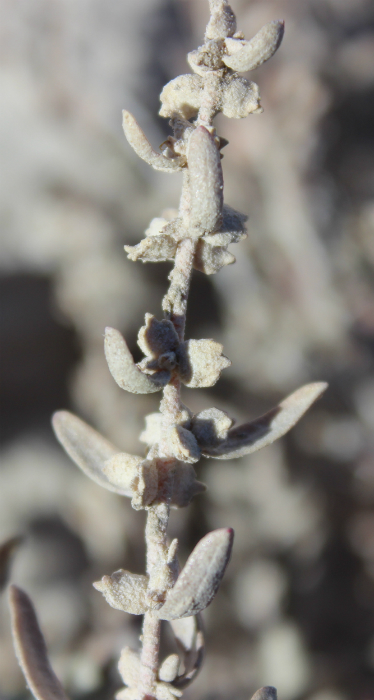 Atriplex gardneri var. utahensis