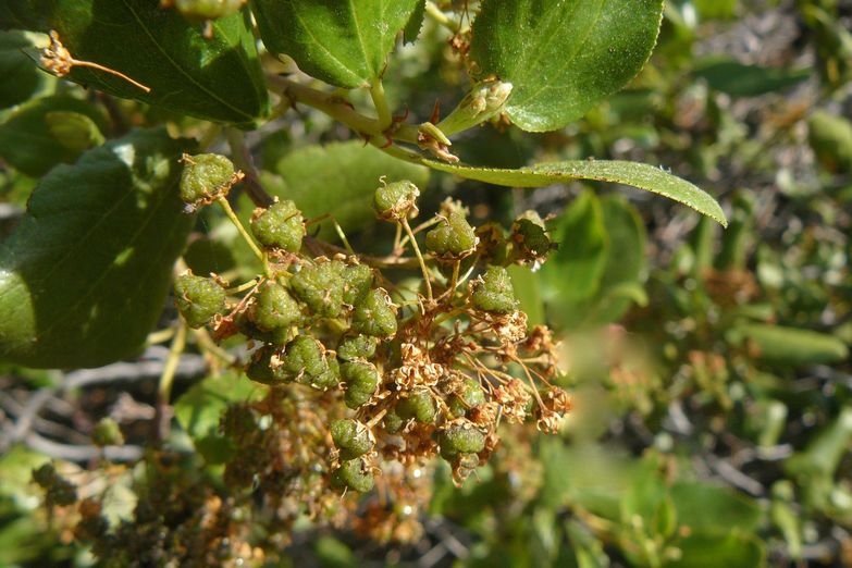 Ceanothus velutinus