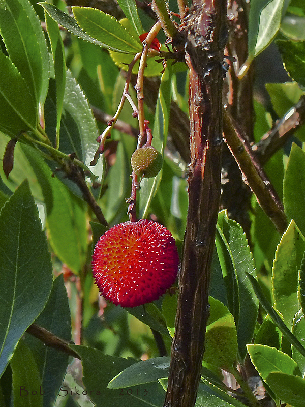 Arbutus unedo Arbutus unedo