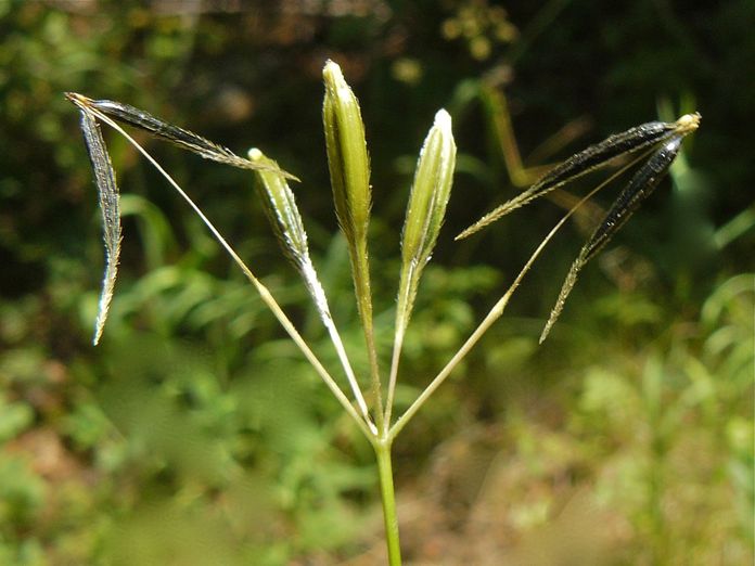 Osmorhiza berteroi