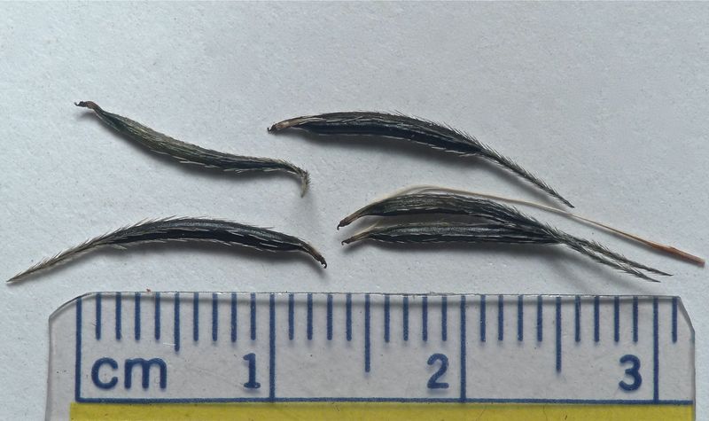 Osmorhiza berteroi