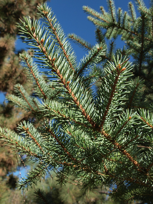 Abies concolor