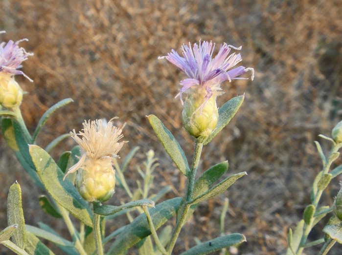 Acroptilon repens Acroptilon repens