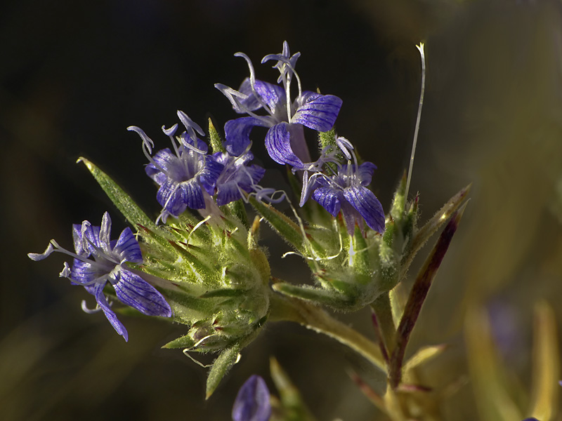 Eriastrum densifolium ssp. mohavense