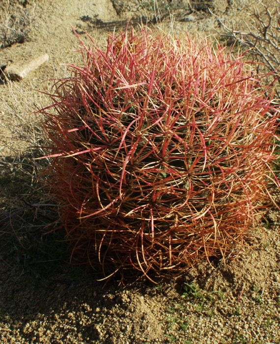 Ferocactus cylindraceus var. lecontei