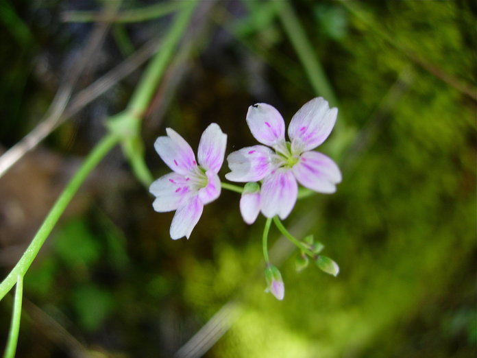 Claytonia exigua