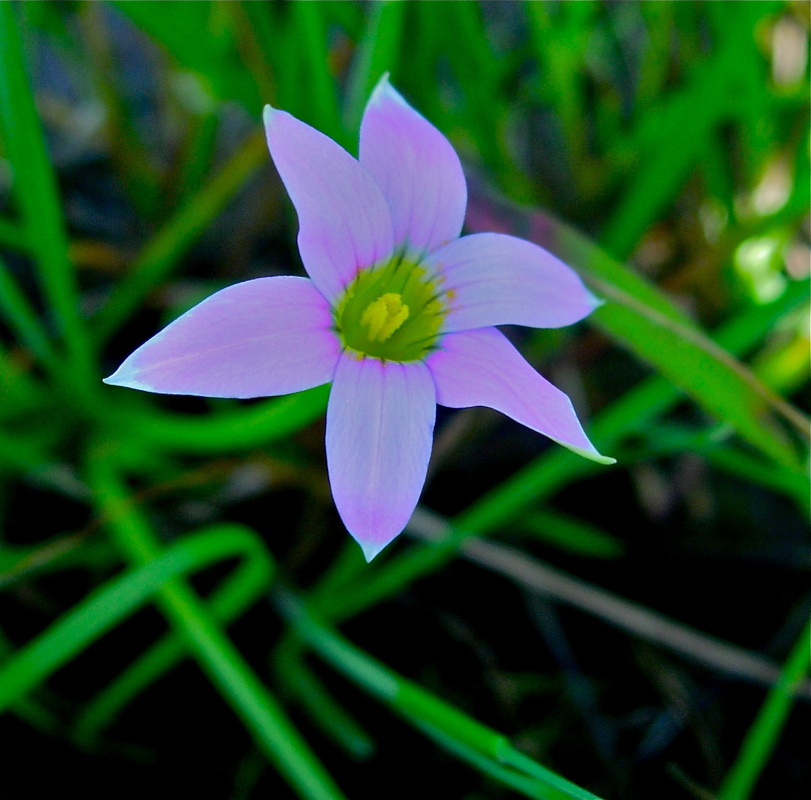 Romulea rosea var. australis