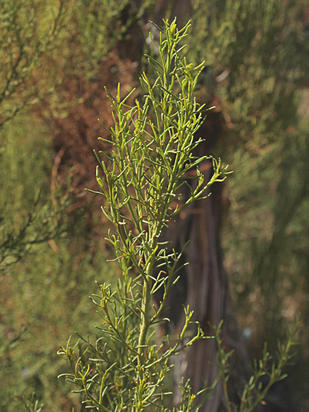 Adenostoma sparsifolium