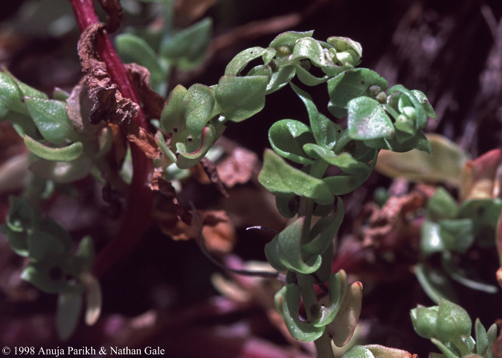 Aphanisma blitoides Aphanisma blitoides