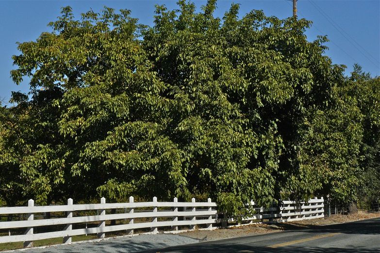 Juglans regia