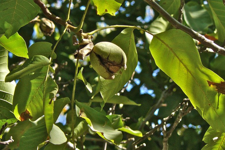 Juglans regia