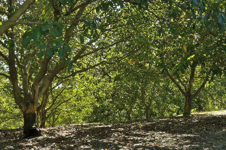 Juglans regia