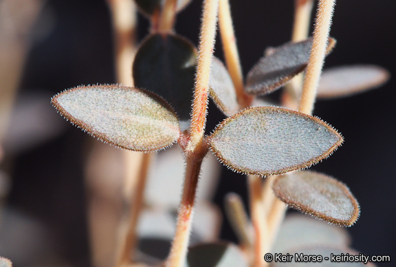 Euphorbia jaegeri