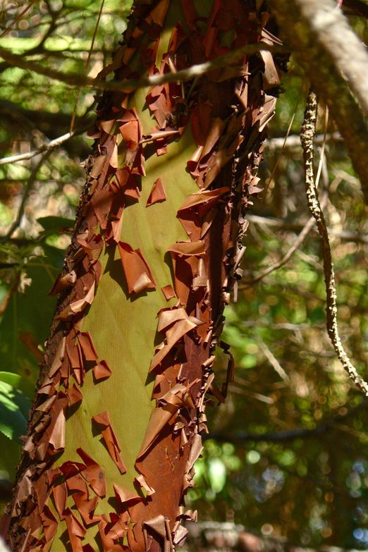 Arbutus menziesii