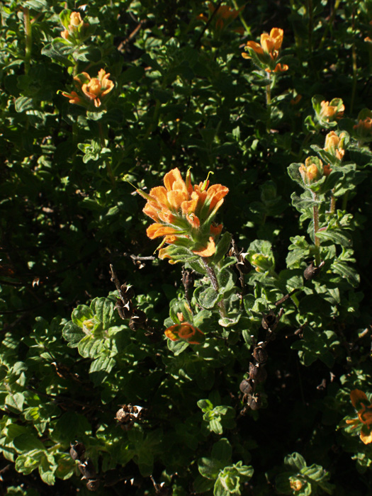 Castilleja latifolia