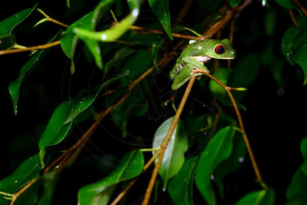 Agalychnis callidryas Agalychnis callidryas