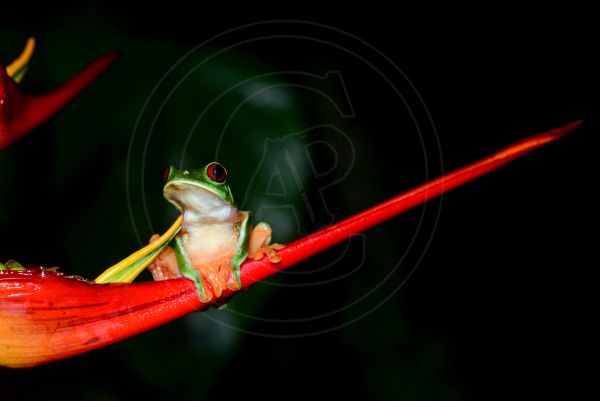 Agalychnis callidryas Agalychnis callidryas