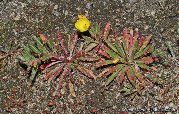 Camissoniopsis bistorta