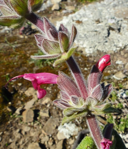 Salvia spathacea