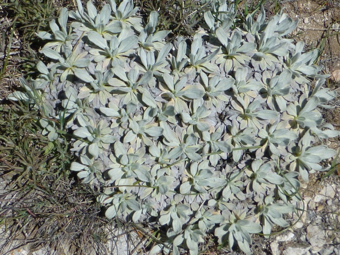 Eriogonum callistum Eriogonum callistum