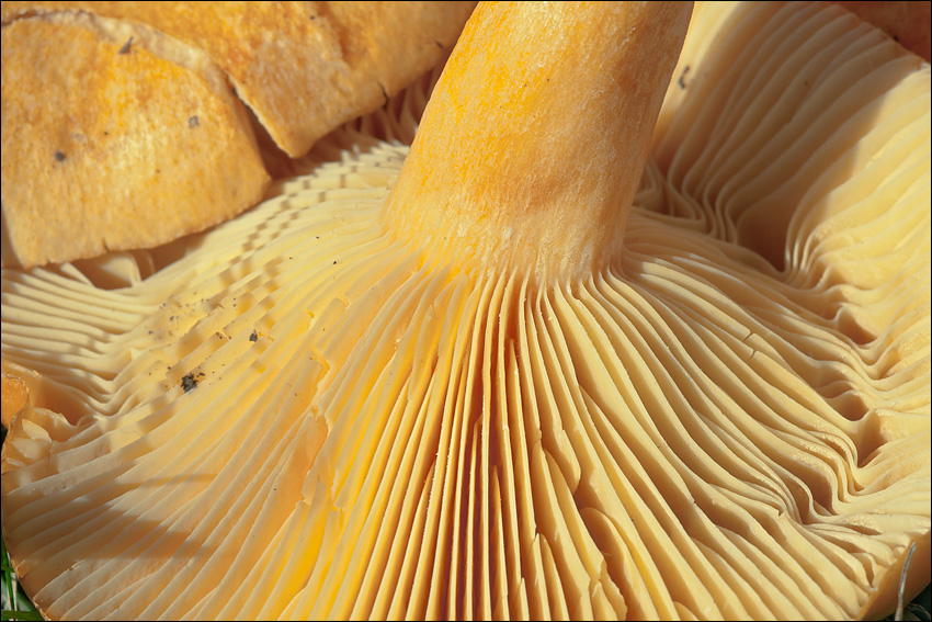 Lactarius porninsis