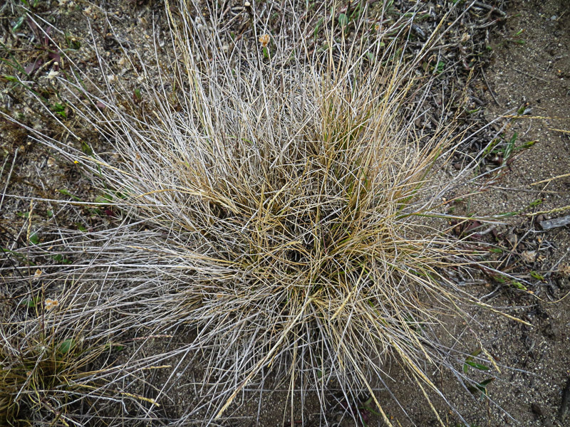 Agrostis blasdalei Agrostis blasdalei