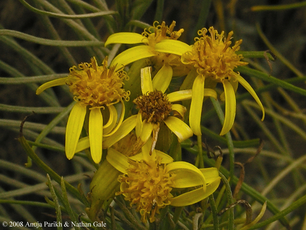 Senecio blochmaniae