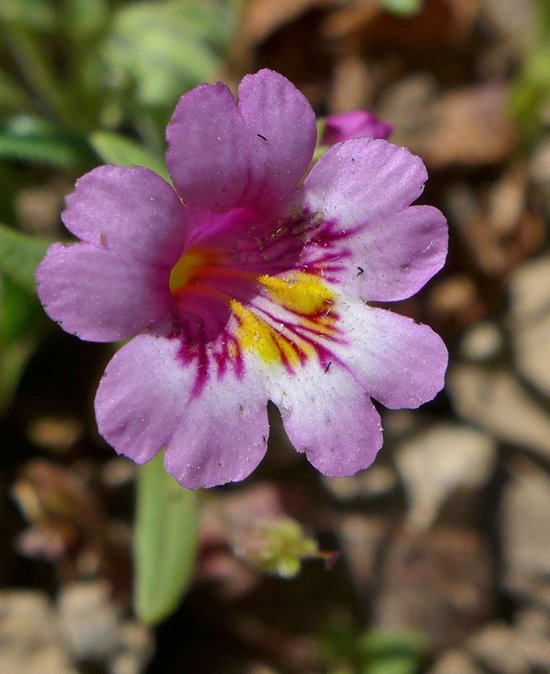 Erythranthe sierrae Erythranthe sierrae