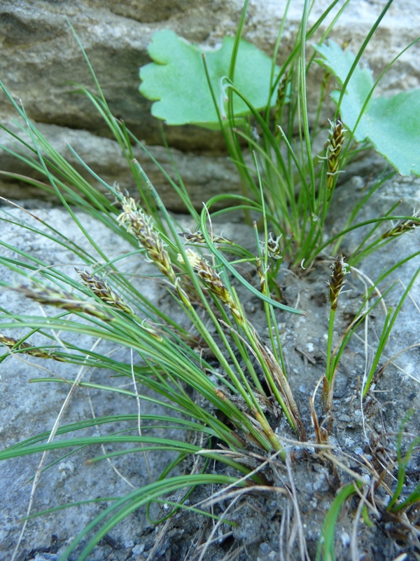 Carex nardina