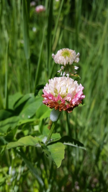 Trifolium hybridum