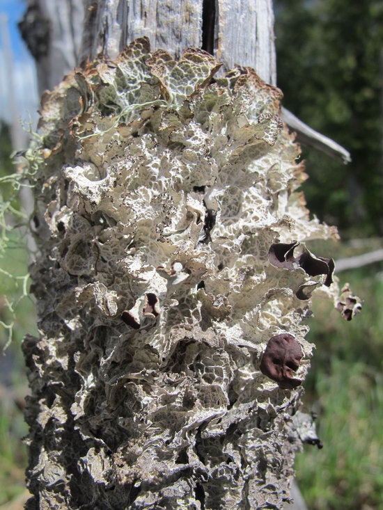 Platismatia lacunosa Platismatia lacunosa