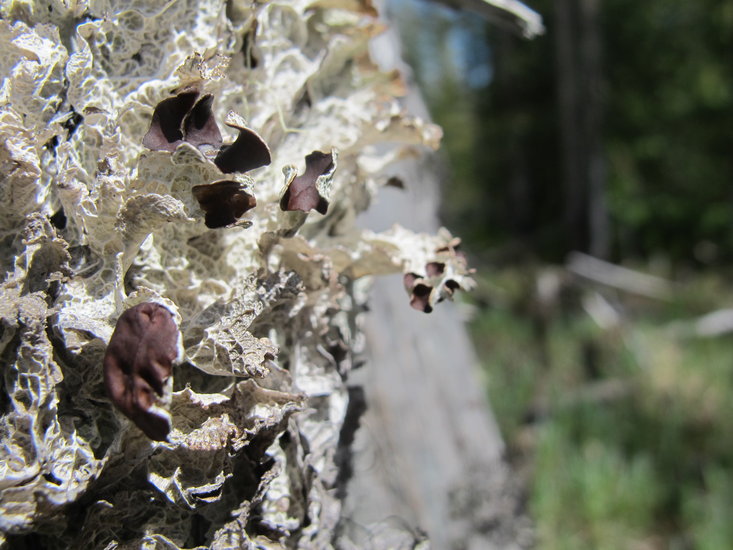 Platismatia lacunosa Platismatia lacunosa