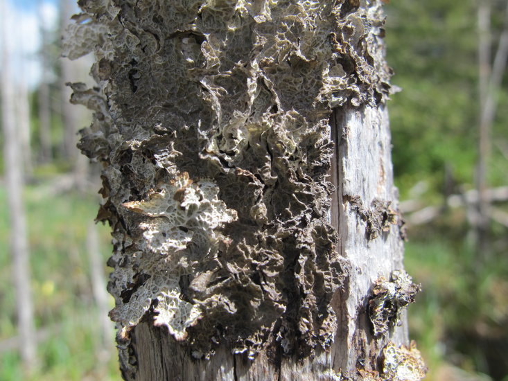 Platismatia lacunosa Platismatia lacunosa