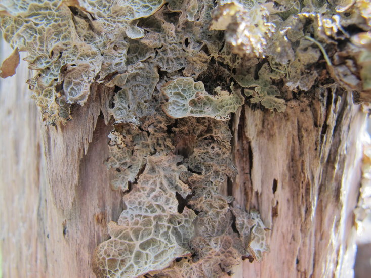 Platismatia lacunosa Platismatia lacunosa