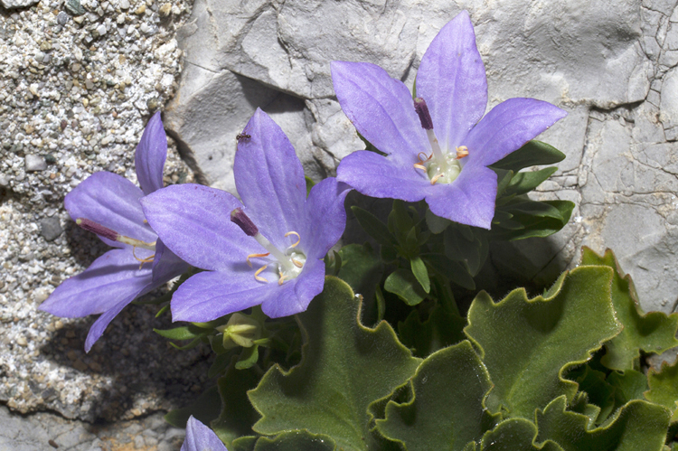 Campanula isophylla