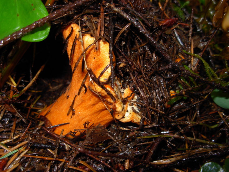 Hypomyces lactifluorum Hypomyces lactifluorum