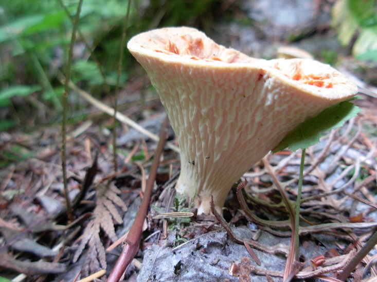 Gomphus floccosus Gomphus floccosus
